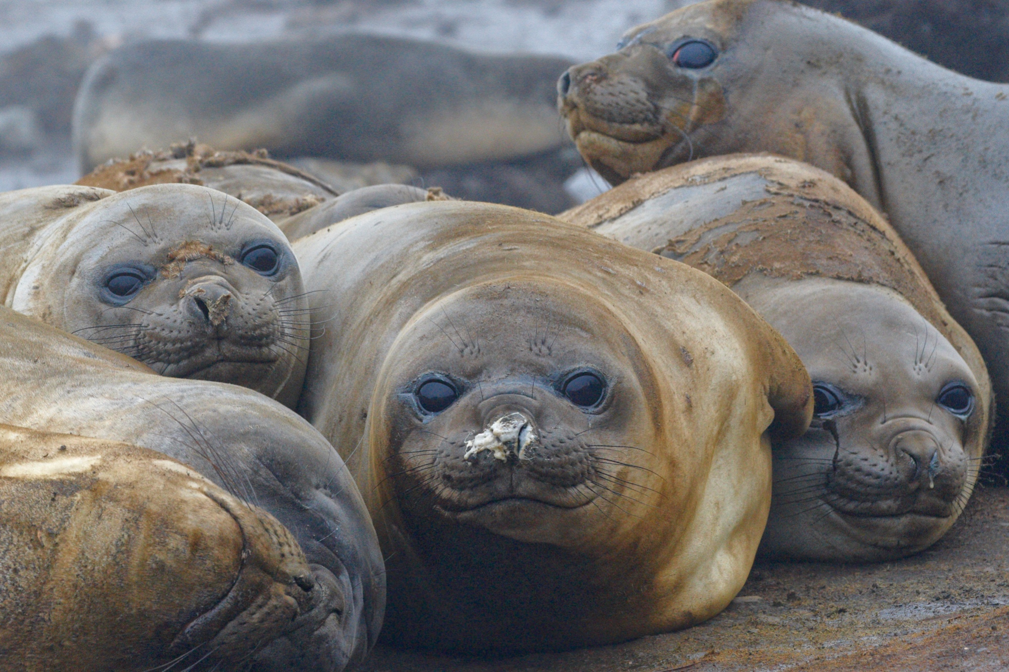 elephant seal